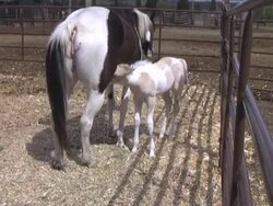 Foal Nursing Stock Footage