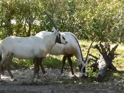 Arabian Oryx Antelopes Stock Footage