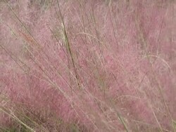 purple feather background Stock Footage
