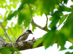 Brown bird Eating Caterpillar Stock Footage