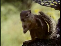 MS Chipmunk on tree branch, USA Stock Footage