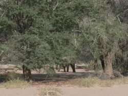 Desert Elephant (Loxodonta africana), lone elephant in forest, Ugab River Basin, Namibia: desert-dwelling population of African Bush Elephant though not distinct subspecies Stock Footage