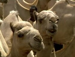 Camels at Ethiopian camel market Stock Footage