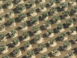 almost vertical aerial view of olive trees in a plantation; first parts shows mature trees, second part young trees; clip ends on lush green field Stock Footage