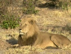 MS Lion resting and observing surroundings / Okavango Delta, North West District, Botswana Stock Footage