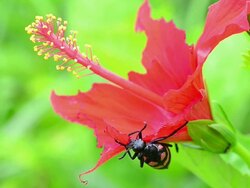 Beetle eating red flower Stock Footage