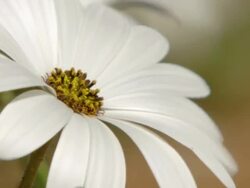 CU Shot of White Cape rain daisy and pollen laden center / Namaqualand, Northern Cape, South Africa Stock Footage