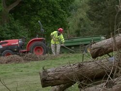 MS Man raking forest debris / Cranbrook, Kent, United Kingdom Stock Footage