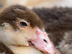 Duckling Stock Footage