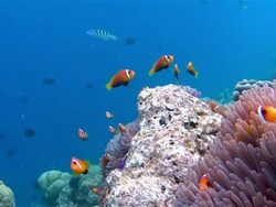 Anemonefish in a anemone on maldives Stock Footage