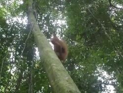 MS Juvenile orang utan in tree / Bukit Lawang, North Sumatra, Indonesia Stock Footage