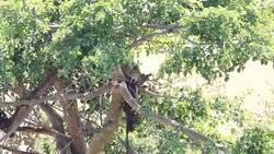 Leopard eating freshly killed antelope on the tree Stock Footage
