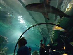 MS View of inside of aquarium tunnel with sharks swimming above visitors heads / Minneapolis mall of America, Minnesota, United States Stock Footage