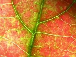 HD 1080i Grit Abstract with leaf and sun Stock Footage