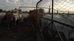 Cattle being herded on the Ol Pejeta Conservancy News Clip