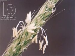 Inflorescences part 2 - various time-lapse CU shots of different flowers from 1970s Stock Footage