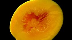 Mango tropical fruit Healthy Abstract with black background Stock Footage