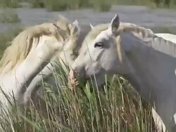 MS Shot of Camargue horse eating grass in swamp / Saintes Marie de la Mer, Camargue, France Stock Footage
