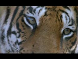 BCU Eyes of Bengal tiger, tilt down to mouth, Bannerghata NP, India Stock Footage