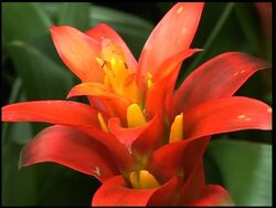 Annual orchid show starts at Botanic Gardens News Clip