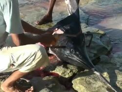 Dramatic live reportage of a poaching episode (marlin dissection) Stock Footage