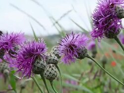 CU Bee pollinating gather over sea holly flowers (eryngium alpinum) / Ardeche, France Stock Footage