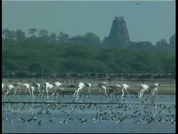 Greater Flamingoes (Phoenicopterus roseus) feeding in colony, South India Stock Footage