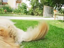 HD SUPER SLOW-MO: Kitten Jumping On Dog's Tail Stock Footage