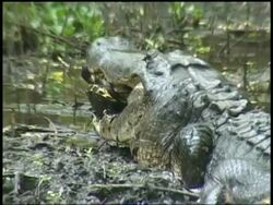 Alligator walking through swamp with Terrapin in mouth then stopping, rear view, Brazos Bend State Park, Texas, USA Stock Footage