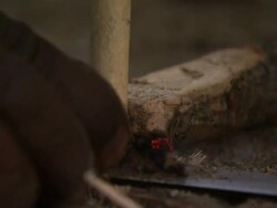 Close Up static - A tribesman builds a fire with sticks and embers. / Kenya Stock Footage