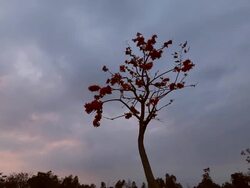 Tree and Sky Stock Footage