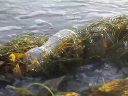 CU Discarded water bottle laying on beach in sea grass, wave approaching and moving trash / Venice Beach, Los Angeles, California, United States Stock Footage