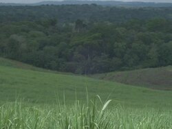 WS View of sugarcane fields and forest / Buikwe, Uganda Stock Footage