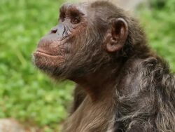 Chimpanzee Stock Footage