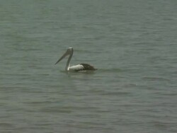 Pelican on water, Australia Stock Footage
