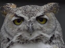 Blinking Great Horned Owl#1 Stock Footage