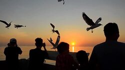 Silhouette: seagull,segull and Seagull on a port at sunset Stock Footage