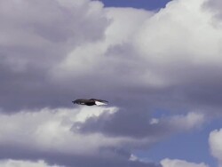 MS TS Bald Eagle gliding in sky with white clouds / Boise, Idaho, United States Stock Footage