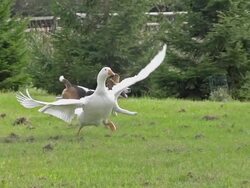 MS TS SLO MO Shot of Beagle dog, young running after white Goose / Calvados, Normandy, France Stock Footage