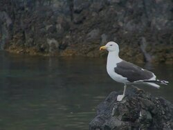 Great Black Backed Gull (Larus marinus) Stock Footage