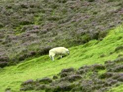 MS Sheep grazzing at highland landscape near Braemar at Aberdeenshire / Scotland Stock Footage