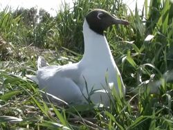 CU ZO Gull keeping baby warm by sitting on it / Visby, Nar, Ljugarn, Gotland, Sweden   Stock Footage