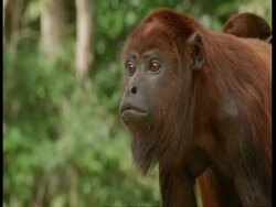 CU Red howler monkey mother with baby on back, South America Stock Footage