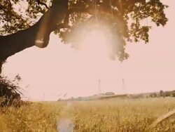 Empty swing attached to a tree Stock Footage