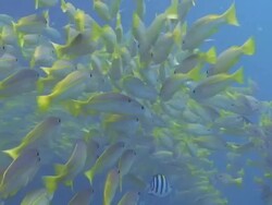 Shoal of Yellowtail Snapper Stock Footage