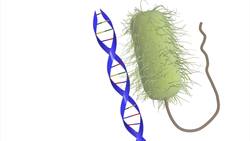 Creating plant-based vaccines Instructional Video