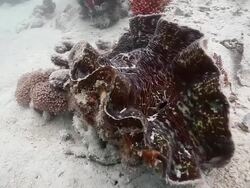 MS Shot of Giant clam / Sipadan, Semporna, Tawau, Malaysia Stock Footage