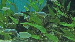 Aquarium tank Stock Footage