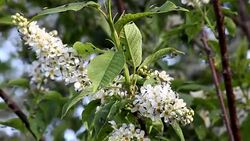 Mosquitoes on the branches of a bird cherry Stock Footage