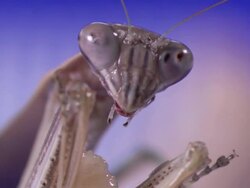 ECU Praying mantis eating food / New Orleans, Louisiana, United States Stock Footage